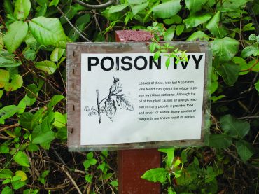 How to identify poison ivy
