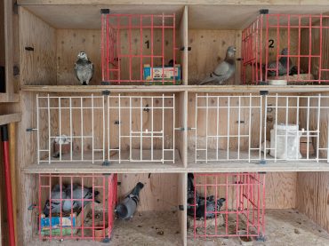 Pigeon racers have lofty aspirations